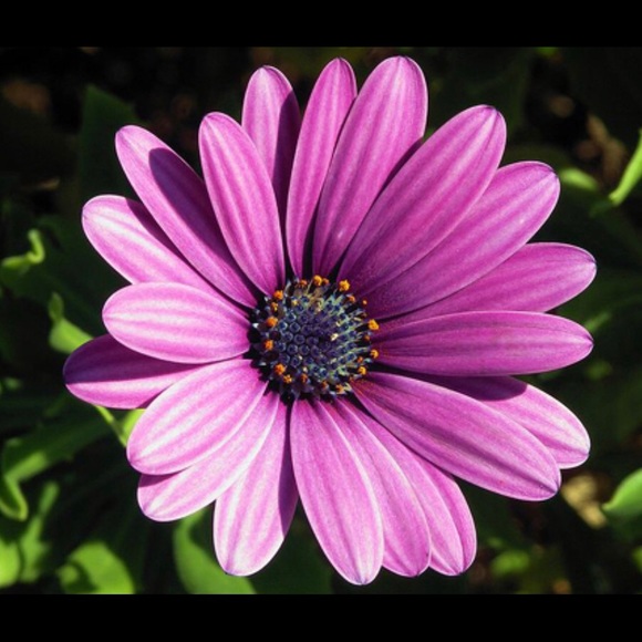 Meet your Posher, Cynthia - Picture 1 of 1